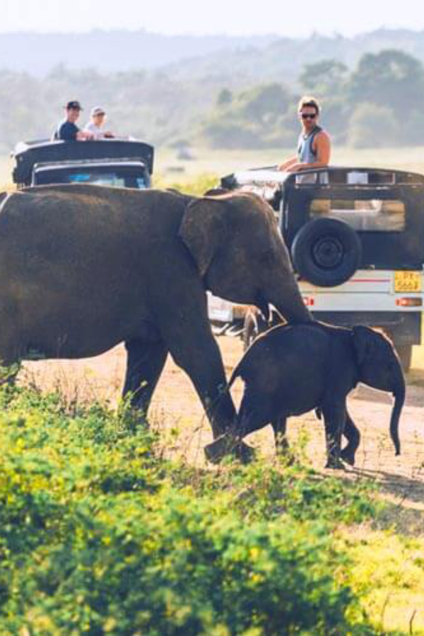 Elephant Safari Tour Sri Lanka Sri Lanka Wildlife Safari Tour National Parks